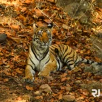 bandavgarh3